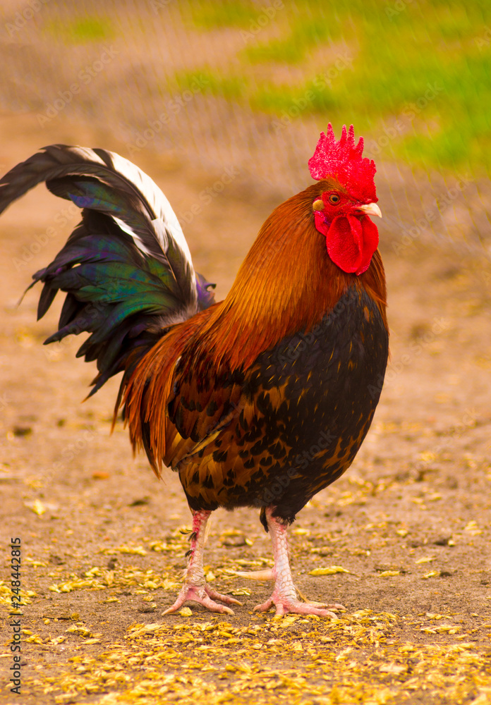 Fototapeta premium rooster bird walking around the farm