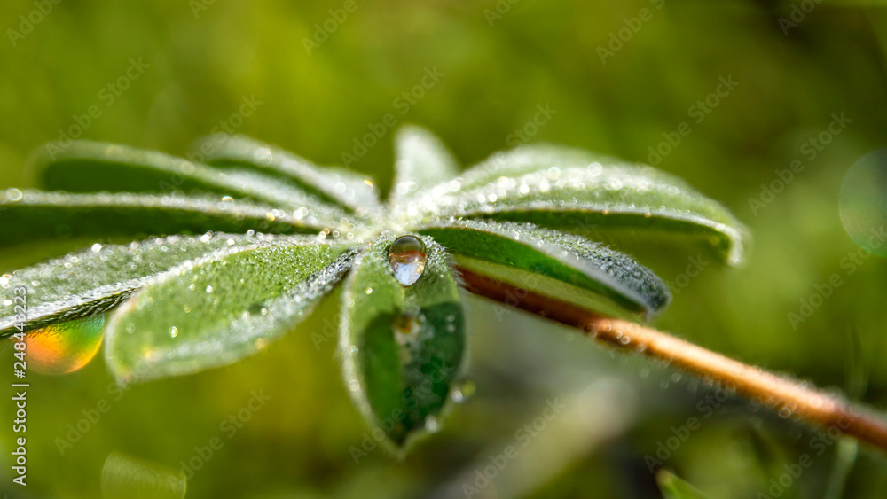 Close-up dew drop on lupine leaf on blurred background Close-up dew drop on lupine leaf on blurred background