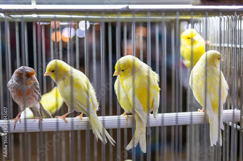 small colored decor birds in cage photo