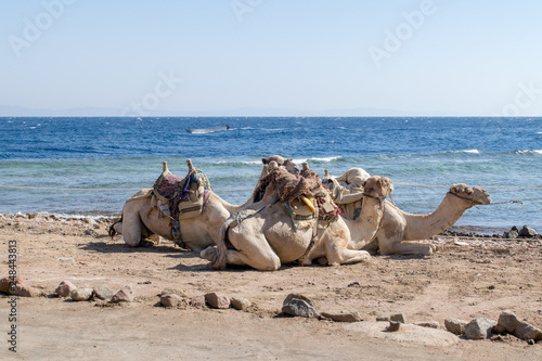 Dahab Egypt Camel