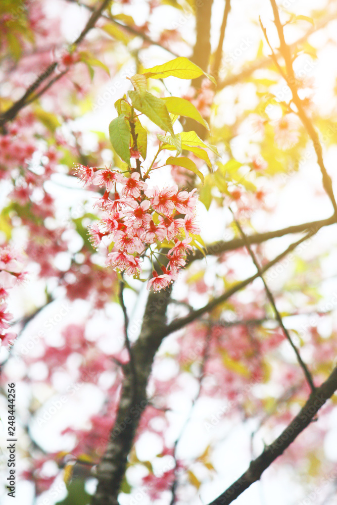 Pink Cherry Blossom or Wild Himalayan Cherry flowers (Prunus cerasoides) in Thailand Pink Cherry Blossom or Wild Himalayan Cherry flowers (Prunus cerasoides) in Thailand