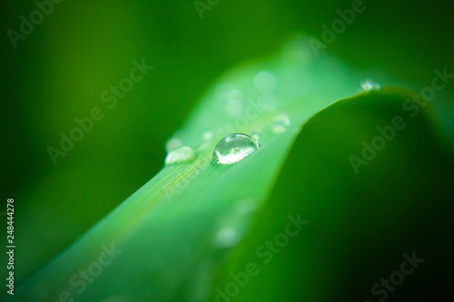 Rain drops on a leaf background, Green Leaf Background