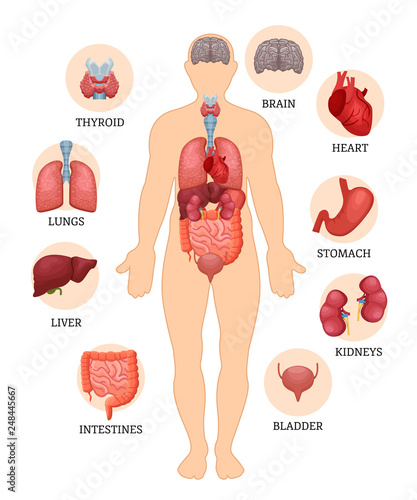 Visual scheme of the structure of man and human organs.