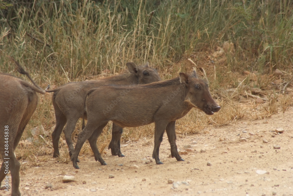 warthog in africa warthog in africa
