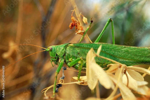 grasshopper on a leaf