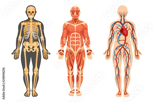 Structure of human, skeleton, muscular system, system of blood vessels.