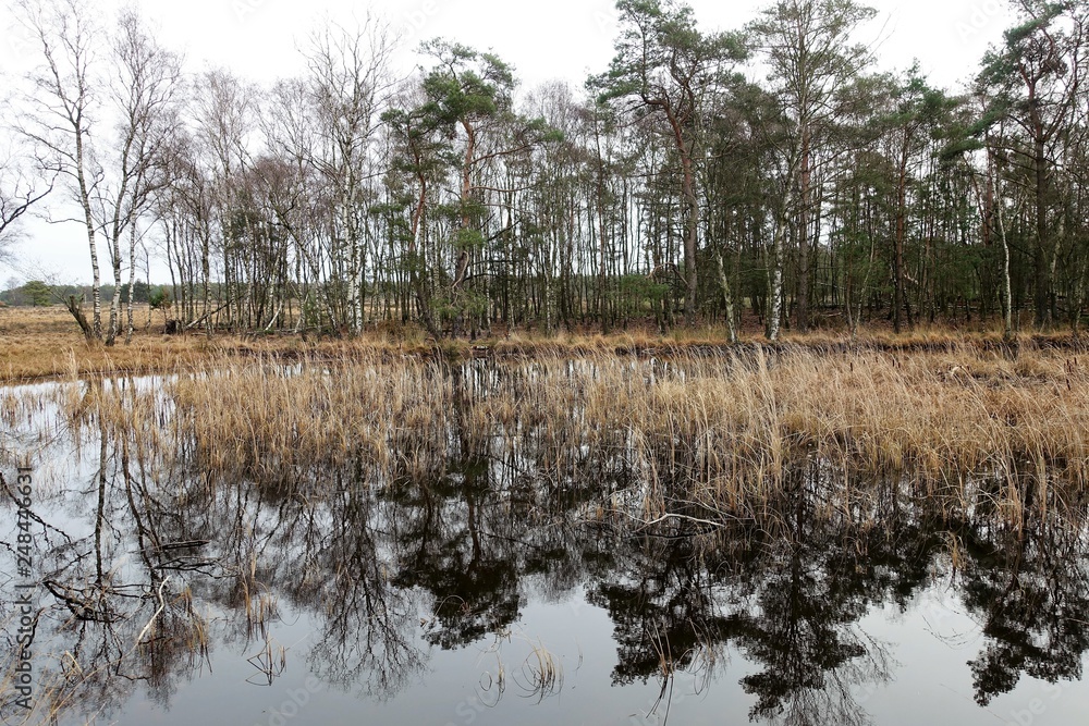 Lake in the forest Vierhouten Lake in the forest Vierhouten
