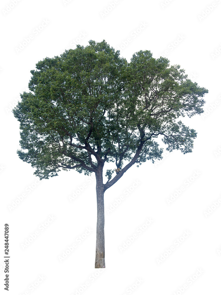 tree isolated on white background, collections tree isolated, tree object tree isolated on white background, collections tree isolated, tree object