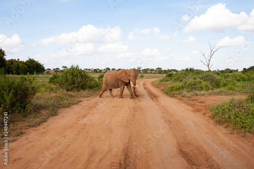 An elephant is crossing the road in the savannah