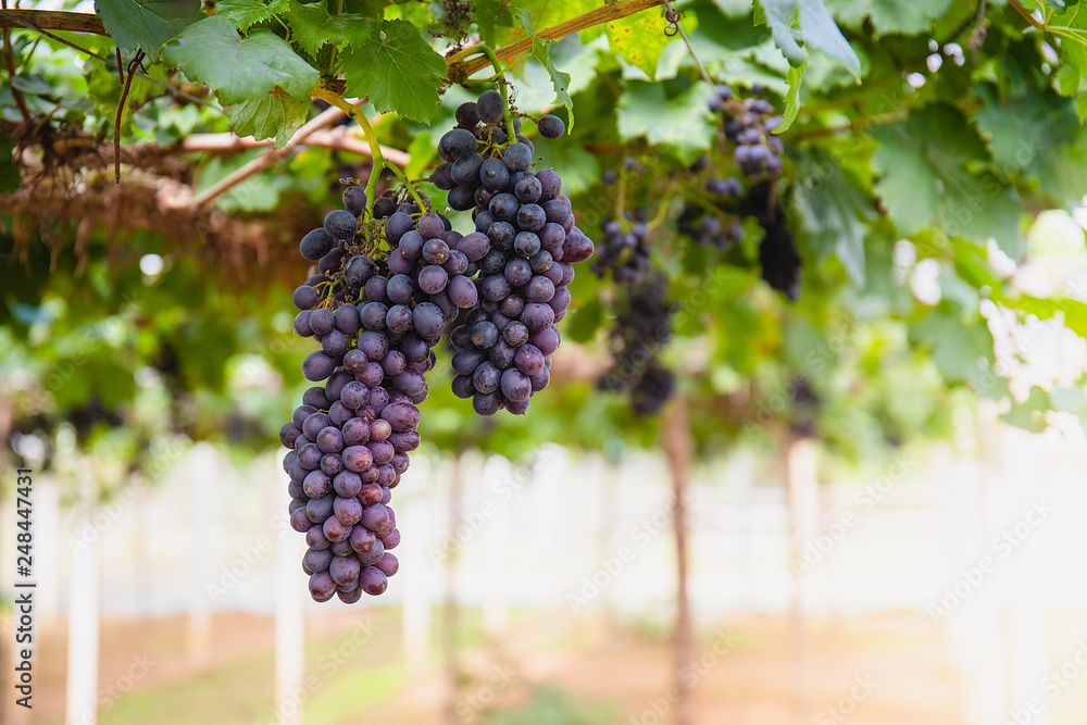 Beauty seedless grapes.Grape berry grow organic plant background in morning in Thailand,