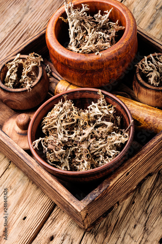 Dried Icelandic medicinal moss © nikolaydonetsk