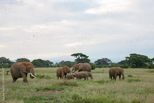 An Elephant family is grassing in the grassland of the savannah