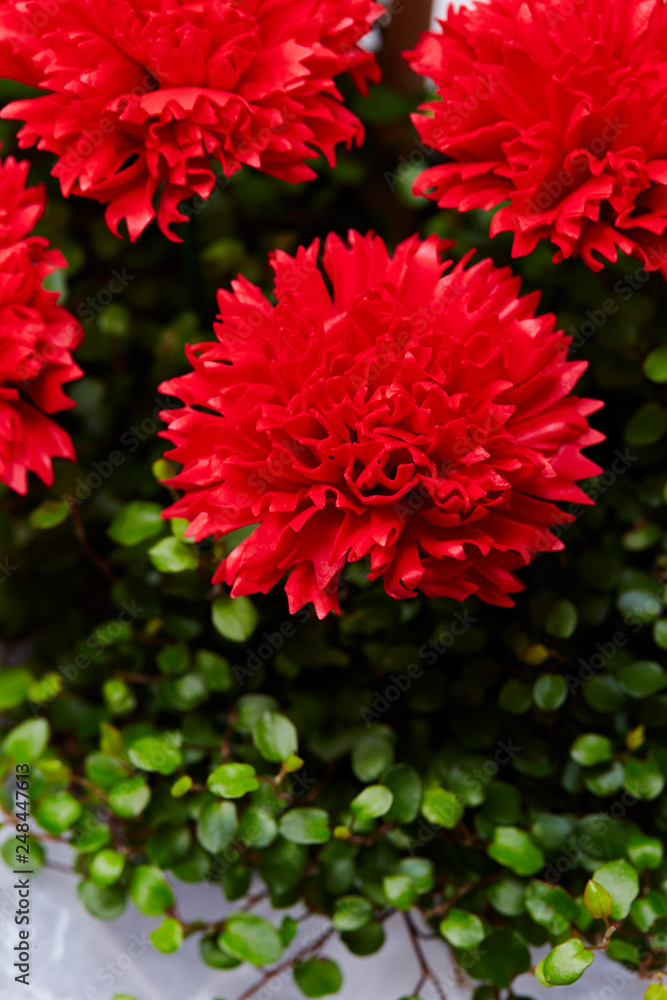 Flowers Flowers