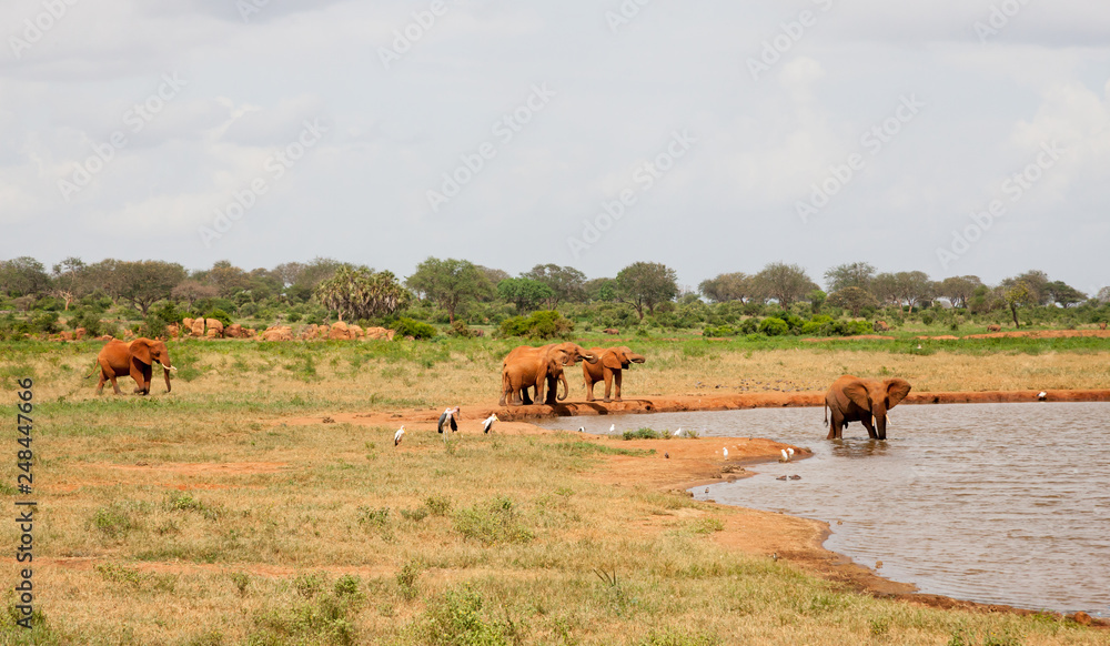 A lot of elephants on the waterhole A lot of elephants on the waterhole