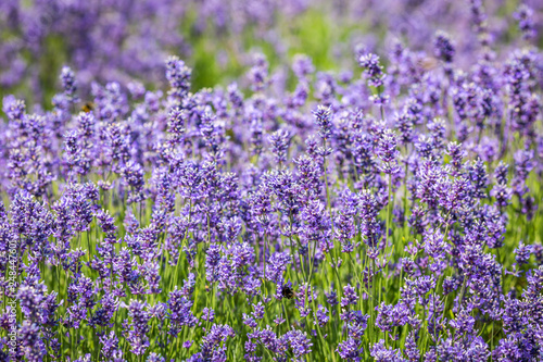 A full frame photograph of an abundance of lavender, with a shallow depth of field