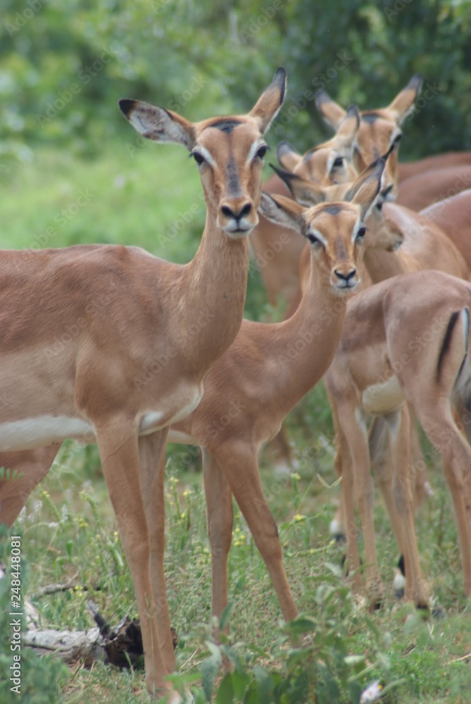 Impala, Kruger Park, South Africa Impala, Kruger Park, South Africa