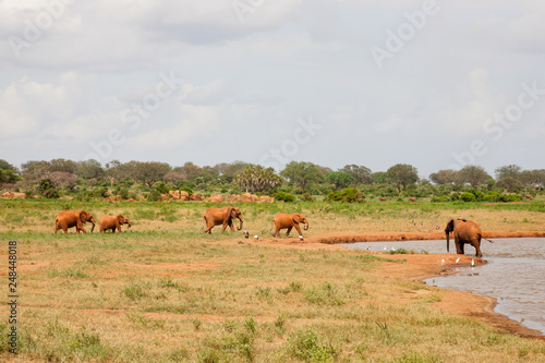 A lot of elephants on the waterhole