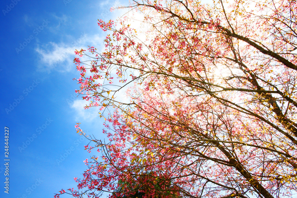 Beautiful pink cherry blossoms or Wild Himalayan cherry (Prunus cerasoides) flowers in blue sky. Beautiful pink cherry blossoms or Wild Himalayan cherry (Prunus cerasoides) flowers in blue sky.