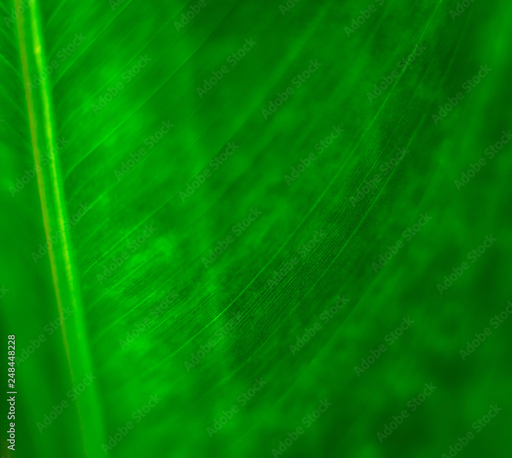 Abstract colored background close up. Macro. Abstract colored background close up. Macro.