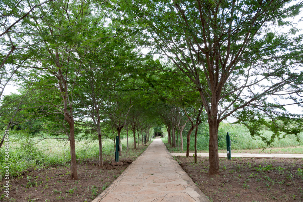 Pathway between the trees with a lot of green plants