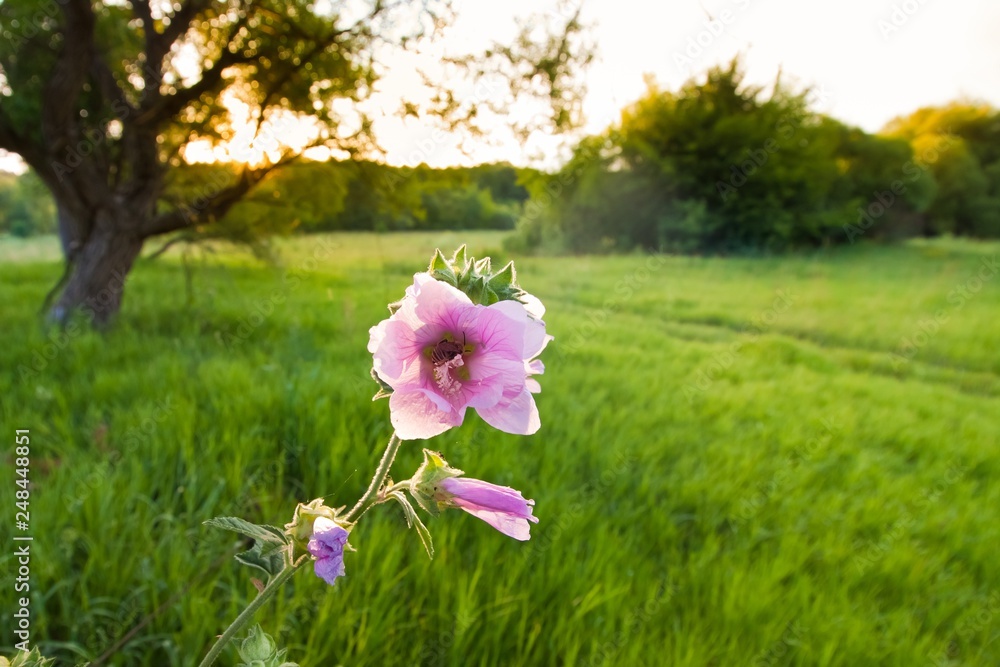 Fototapeta premium Wild flowers of musk malva, Malva moschata, in a beautiful evening field, warm and cozy summer sunlight, natural floral background pattern, sun flare bokeh