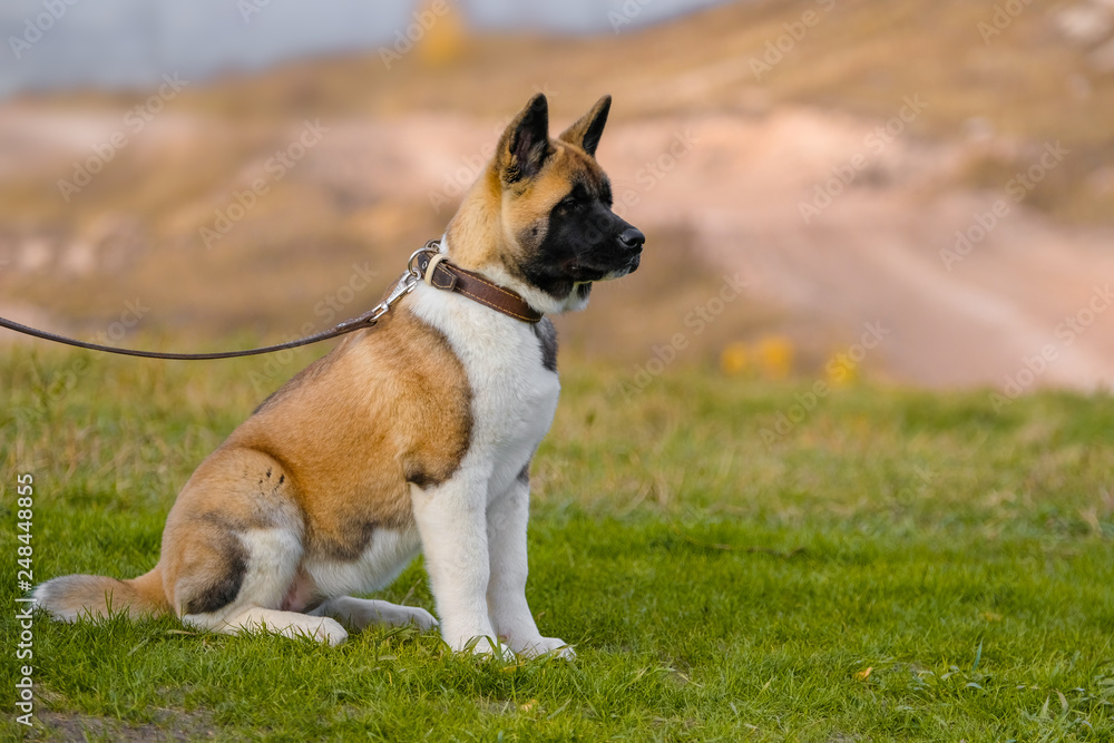 small dog puppy American Akita age 4 months for a walk in the park