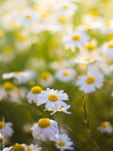 Wild camomiles in a beautiful field, warm and cozy summer sunlight, natural floral background pattern, sun flare bokeh