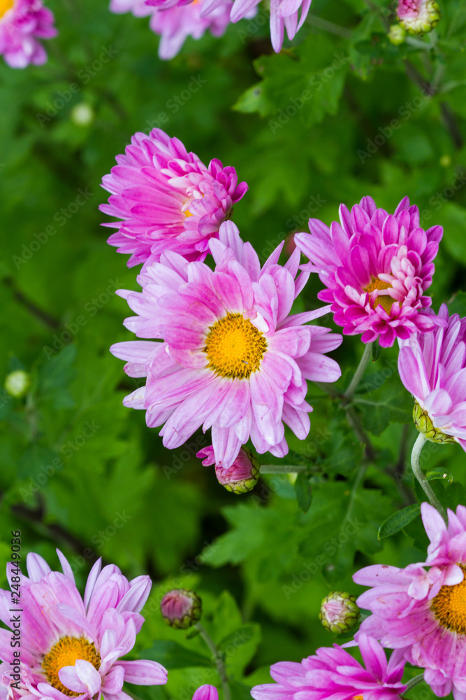 Obraz premium Astra pink closeup