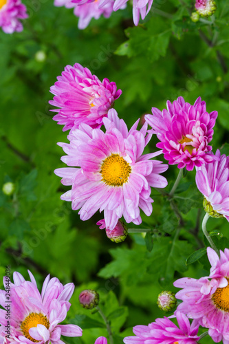 Astra pink closeup