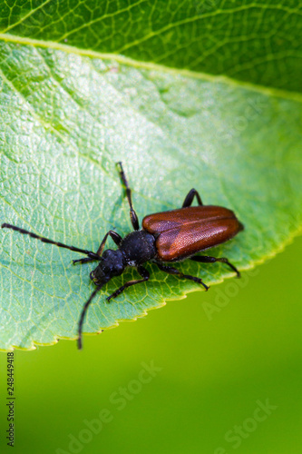 Beetle barbel © Alexey Kartsev