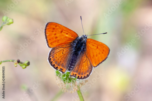 butterfly nature flower macro drop