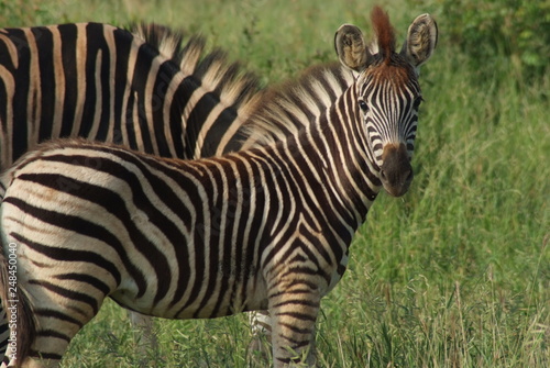 Zebras  Kruger Park  South Africa