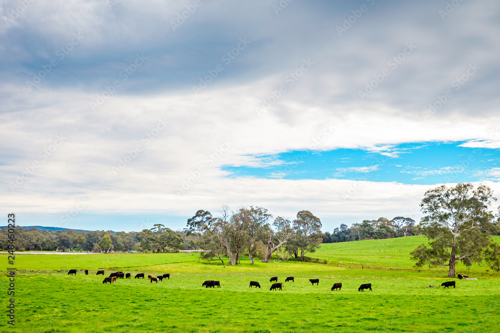 Grazing cows on a daily farm in South Australia Grazing cows on a daily farm in South Australia