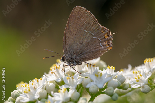 butterfly nature flower macro drop © Ali Tellioglu