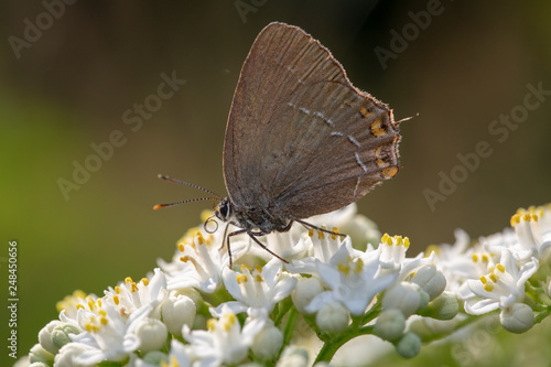 butterfly nature flower macro drop