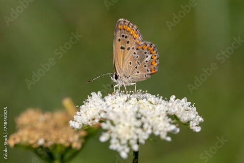 Wallpaper Mural butterfly nature flower macro drop Torontodigital.ca