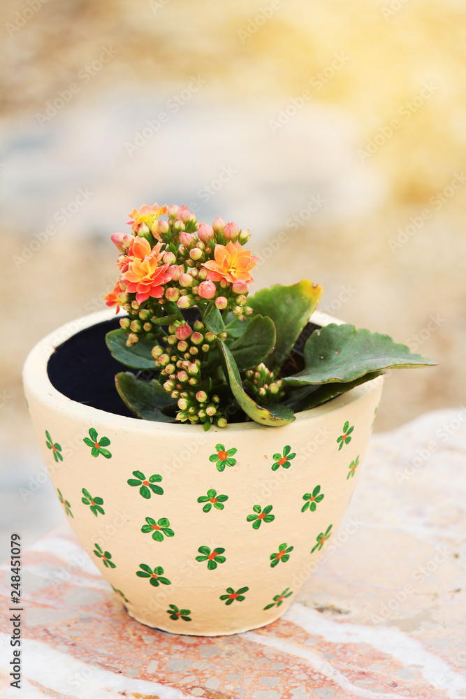 Beautiful flowers in a clay pot