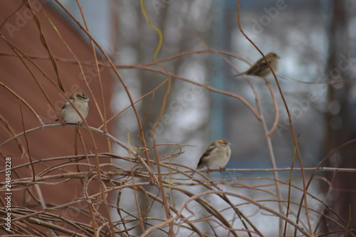 Winter sparrows