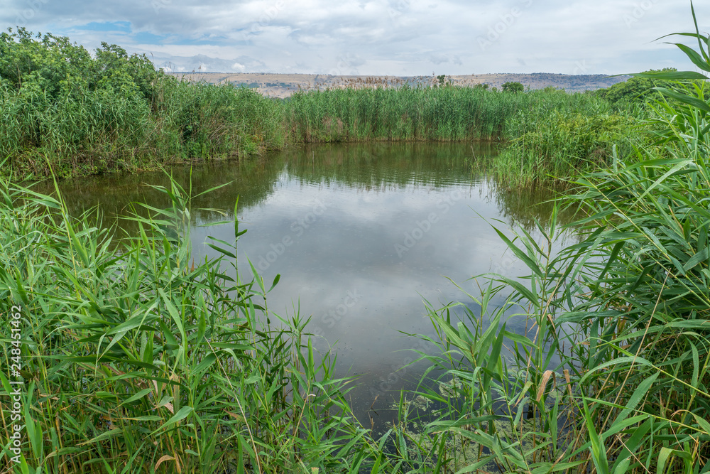 Wetland in the Hula Nature Reserve