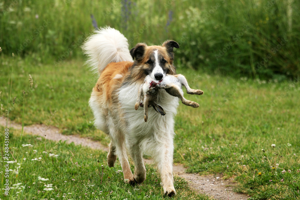 mixed breed young dog with a dead rabbit in its mouth. Hunting concept.