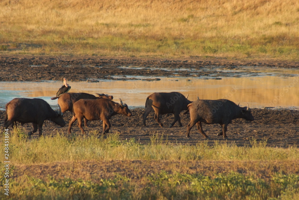 Animals go to the lake, South Africa