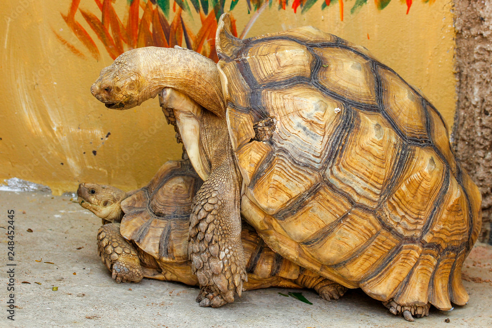 Naklejka premium Sulcata tortoise have sex