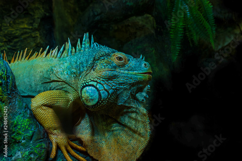 Iguana Male  close up on dark background.
