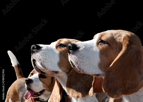 Beagle dogs, portraits