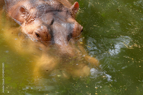 Hippo is swimming in water