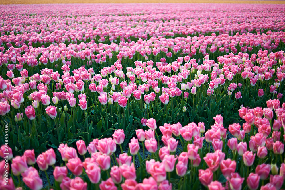 Beautiful fields of pink tulips in full bloom in spring sunshine