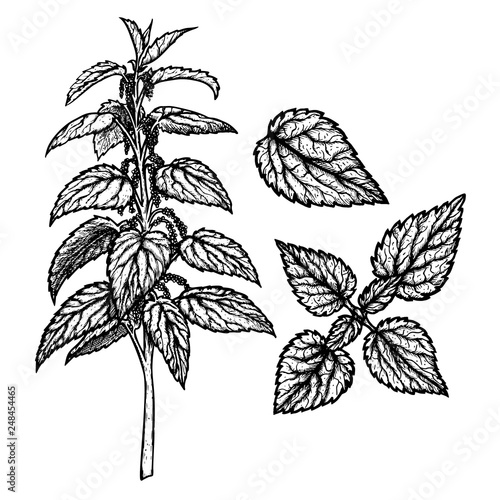 Hand drawn set of nettle. Vintage vector sketch