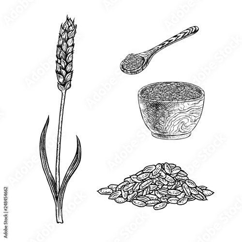 Hand drawn set of spelt plant porridge in bowl, spoon and seeds. Vintage vector sketch