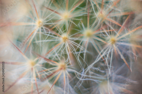 Cactus in blurred foggy background. Background image.