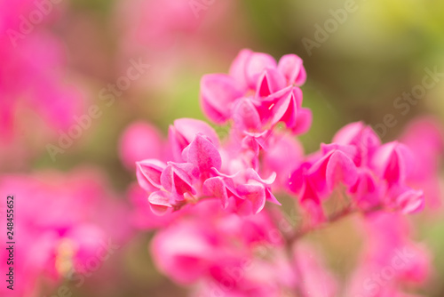 Pink flowers abstact background.